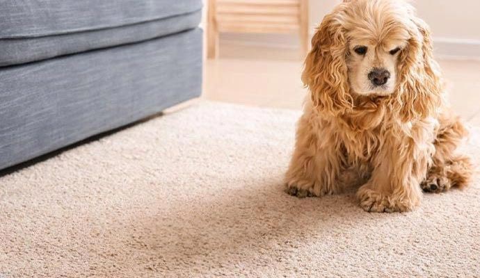 A puppy sitting on clean area rug