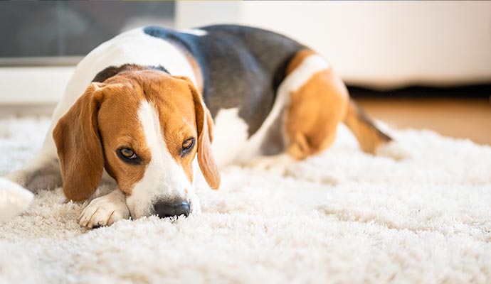 A pet sitting on rug