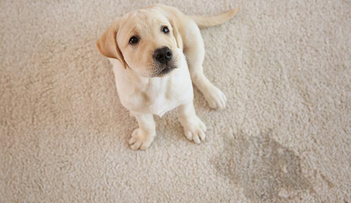 Professional indoor rug cleaning