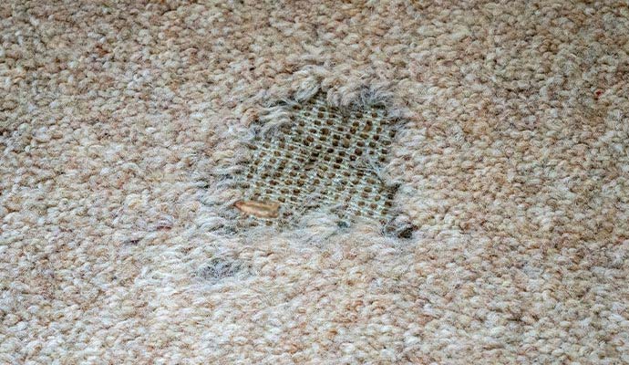 Close-up of moth damage exposing the mesh backing of a wool carpet