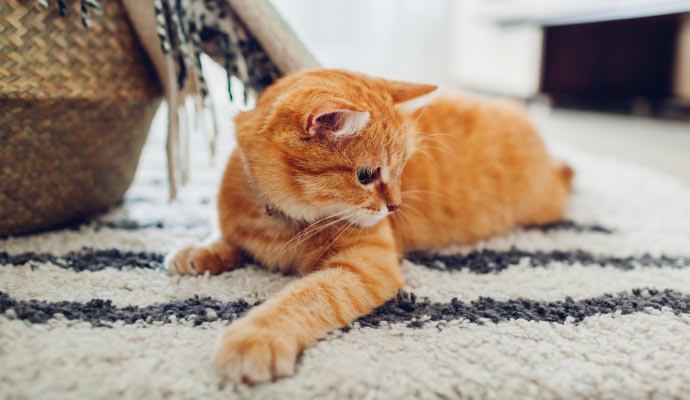 Pet Stain Removal in Albany