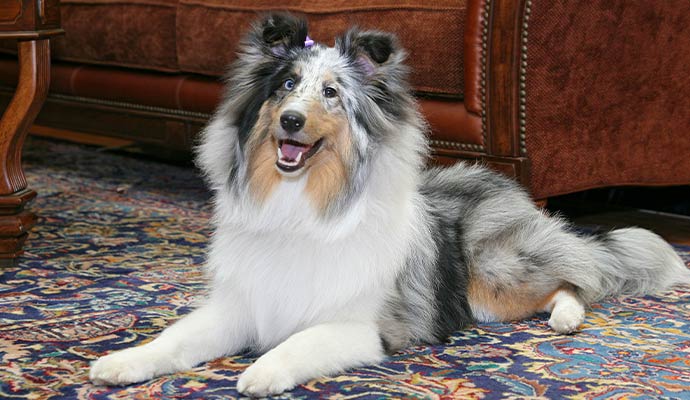 Fluffy dog resting comfortably on a clean ornate oriental area rug