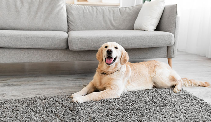 Pet on clean rug