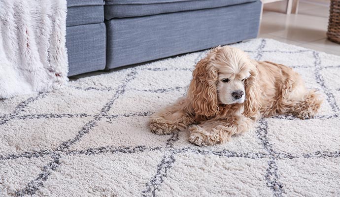 A pet resting comfortably on a patterned rug.