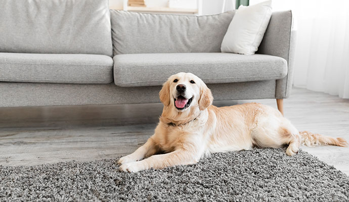 Pet sitting on a clean rug