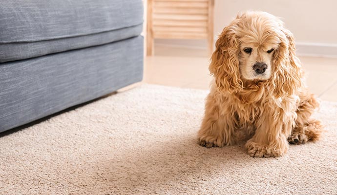 Adorable pet sitting comfortably on a clean rug